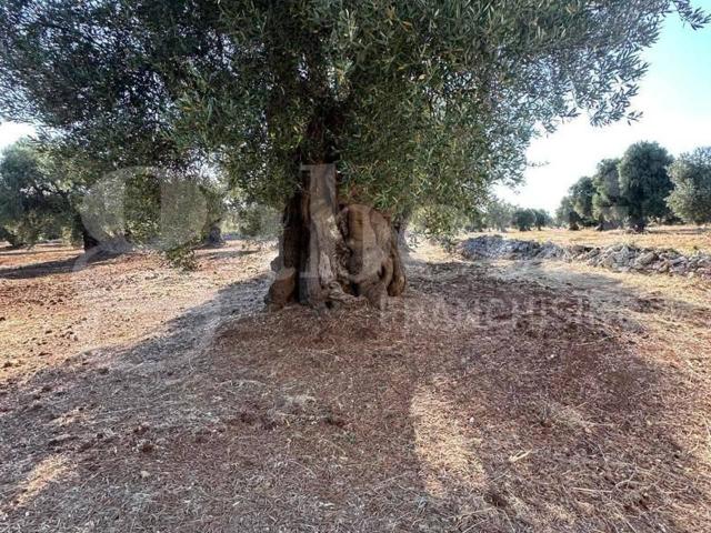 Terreno in vendita a Puglia, Brindisi