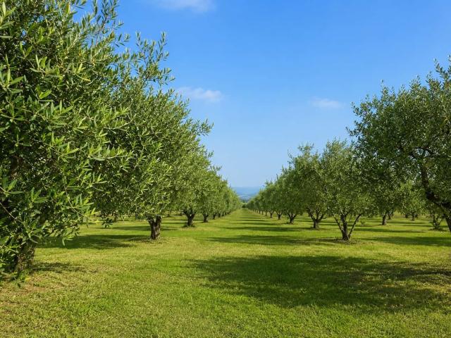 Terreno in vendita a Partinico, Sicilia