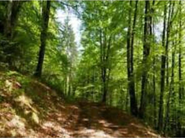 Terreno in vendita a Cenerente, Umbria