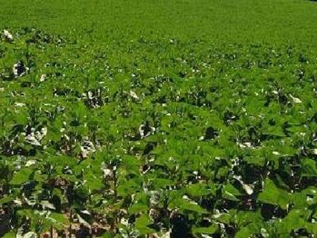 Terreno in vendita a Centro Storico, Marche