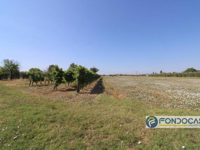 Terreno in vendita a Pontedera, Toscana