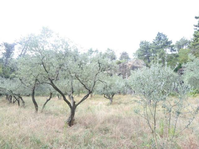 Terreno in vendita a Cerreto, Prato