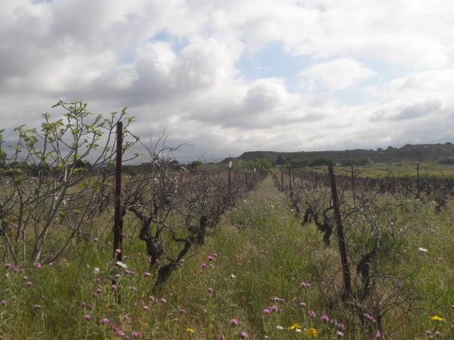 Terreno in vendita a Quartu Sant'elena, Sardigna/Sardegna