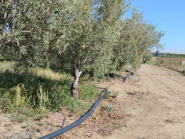 Terreno in vendita a Ramacca, Sicilia