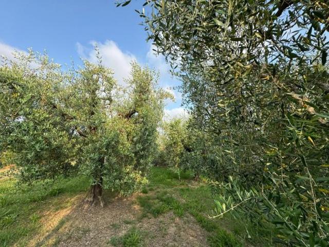 Terreno in vendita a Cascina, Toscana