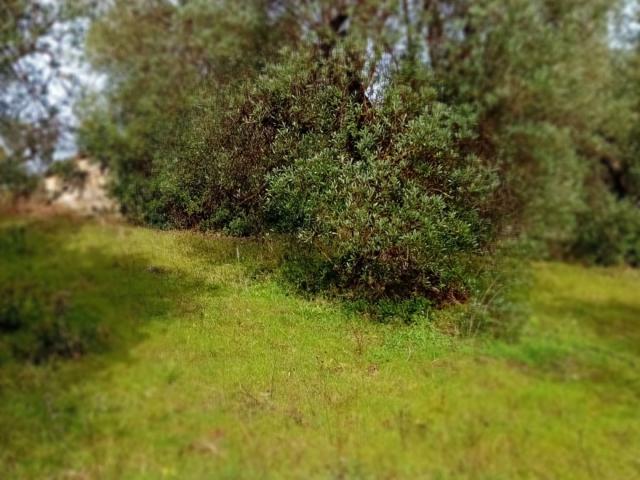 Terreno in vendita a Roccastrada, Toscana