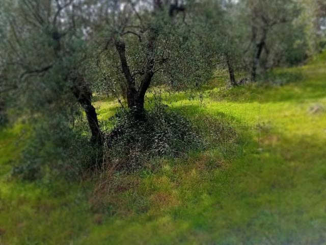 Terreno in vendita a Roccastrada, Toscana