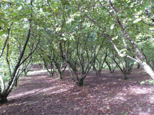 Terreno in vendita a Ronciglione, Lazio