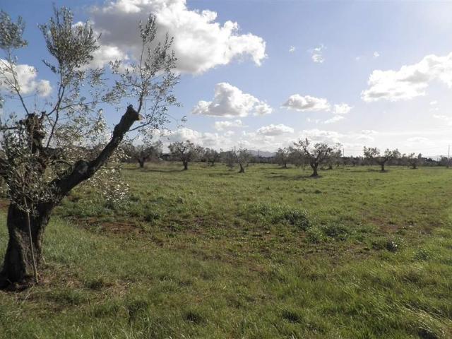 Terreno in vendita a Rosignano Marittimo, Toscana