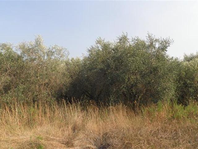Terreno in vendita a Rosignano Marittimo, Toscana