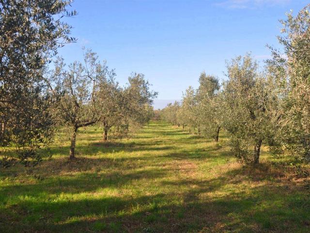Terreno in vendita a Rosignano Marittimo, Toscana