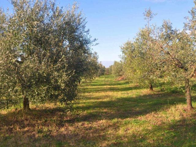 Terreno in vendita a Rosignano Marittimo, Toscana
