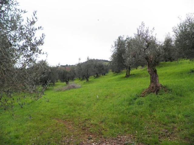 Terreno in vendita a Rosignano Marittimo, Toscana