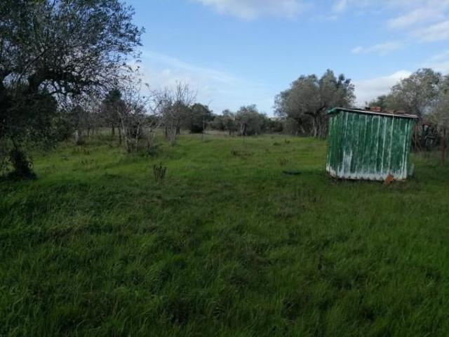 Terreno in vendita a Rosignano Marittimo, Toscana