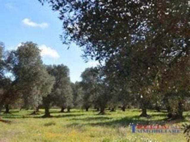 Terreno in vendita a Rosignano Marittimo, Toscana