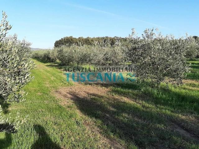 Terreno in vendita a Rosignano Marittimo, Toscana