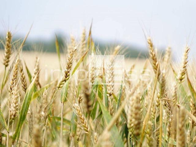 Terreno in vendita a Borsea, Rovigo