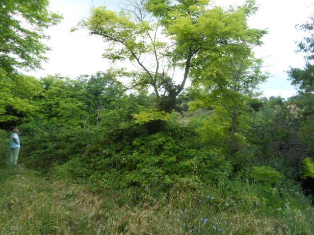 Terreno in vendita a Santa Lucia, Marche