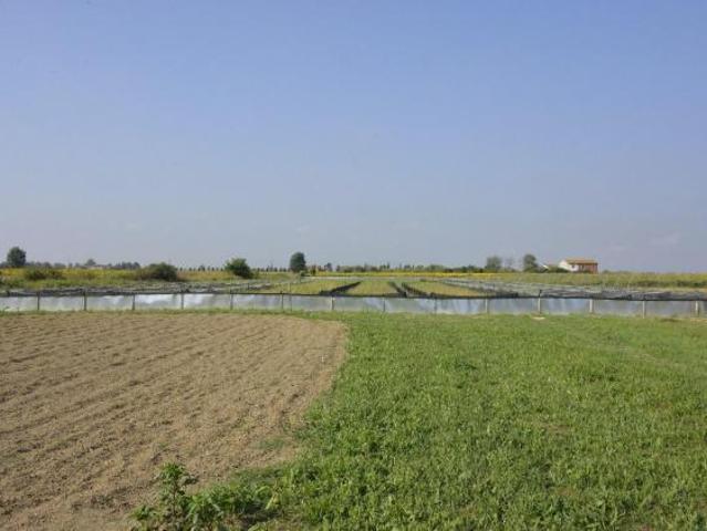 Terreno in vendita a Cascina, Toscana