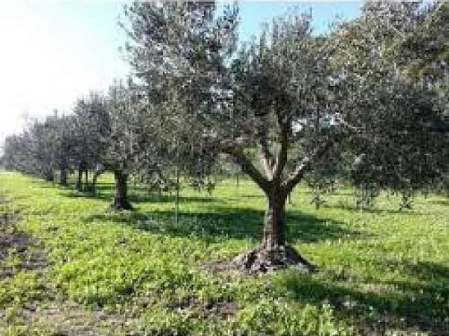 Terreno in vendita a San Giovannialla Vena, Toscana