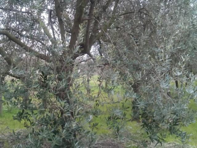 Terreno in vendita a Gello, San Giuliano Terme