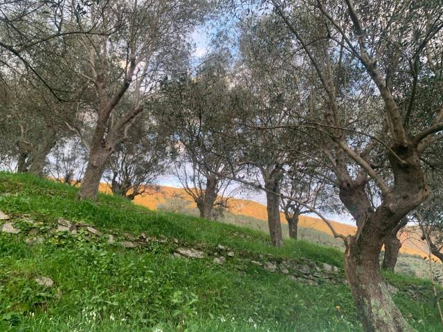 Terreno in vendita a Asciano, San Giuliano Terme