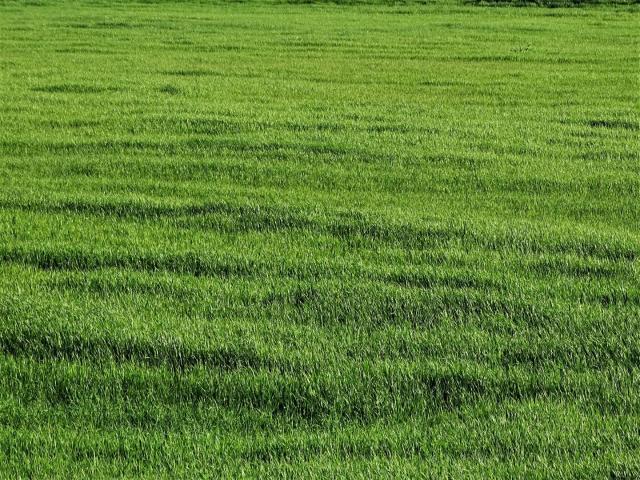 Terreno in vendita a La Scala, San Miniato