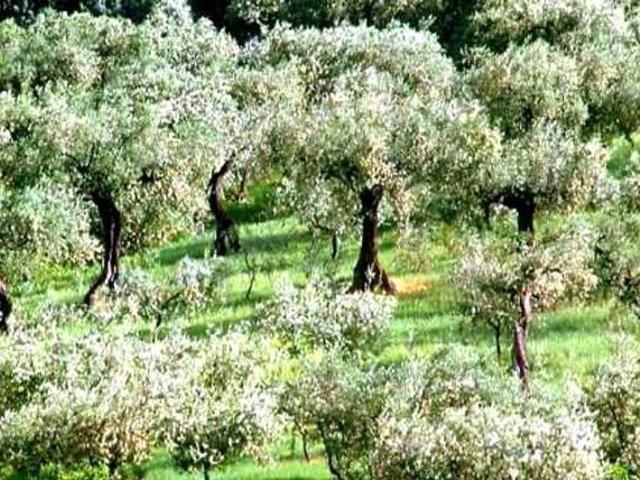 Terreno in vendita a La Scala, San Miniato