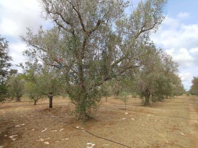 Terreno in vendita a Puglia, Brindisi
