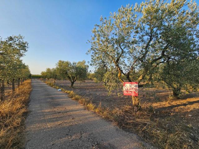 Terreno in vendita a Puglia, Foggia