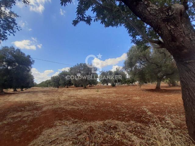 Terreno in vendita a Puglia, Brindisi