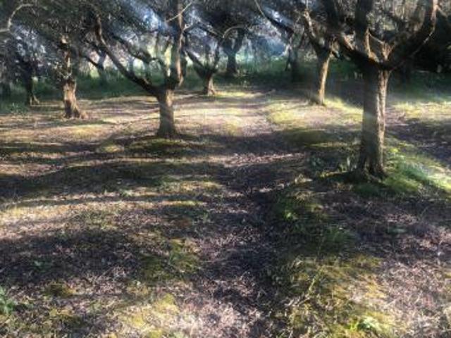 Terreno in vendita a Pontedera, Toscana