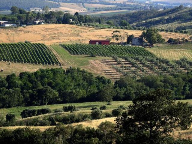 Terreno in vendita a Scansano, Toscana