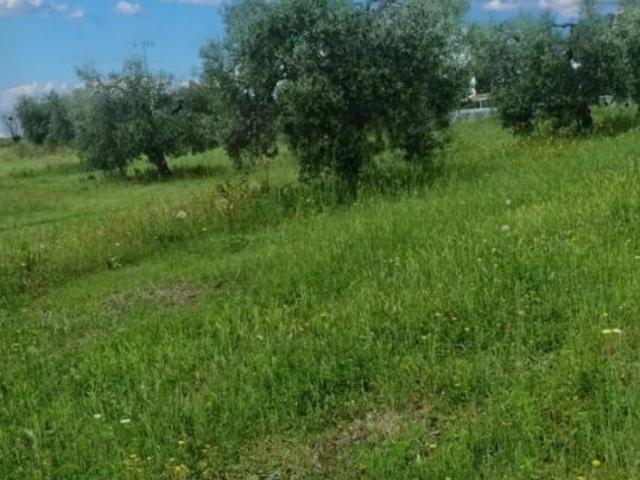 Terreno in vendita a Scansano, Grosseto