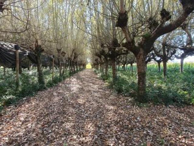 Terreno in vendita a Capannori, Toscana