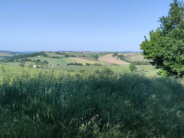 Terreno in vendita a Serra de' Conti, Ancona