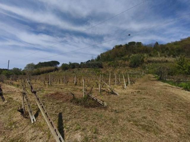 Terreno in vendita a Terricciola, Toscana