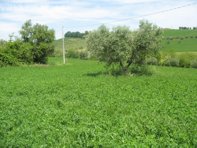 Terreno in vendita a Villa Raspa, Spoltore