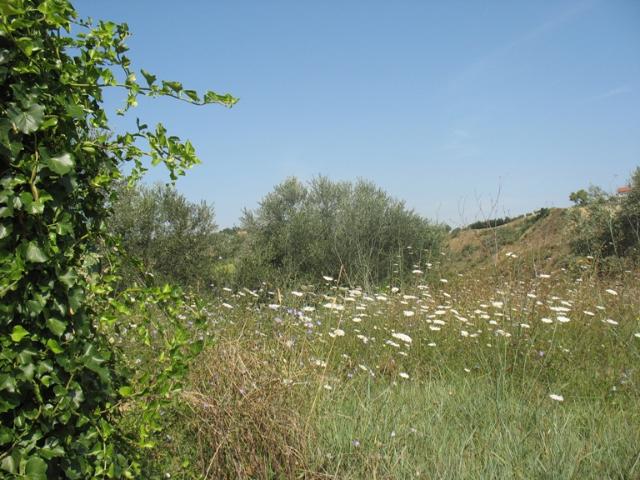 Terreno in vendita a Spoltore, Abruzzo