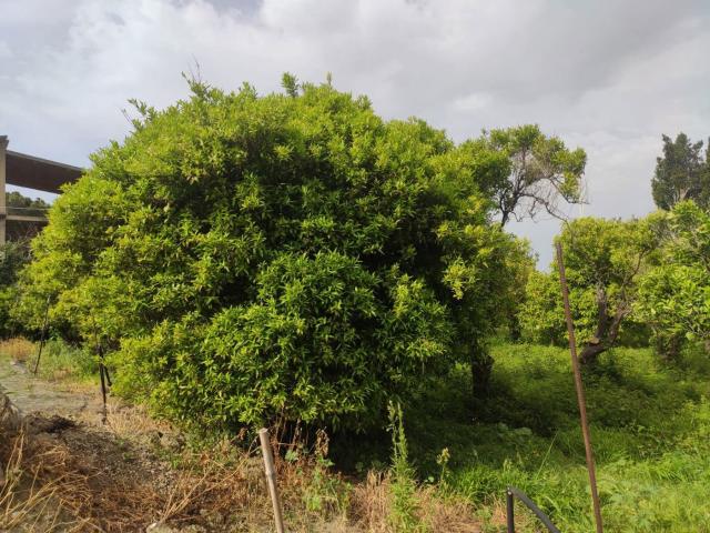 Terreno in vendita a Terme Vigliatore, Sicilia