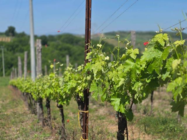 Terreno in vendita a Torella Dei Lombardi, Campania