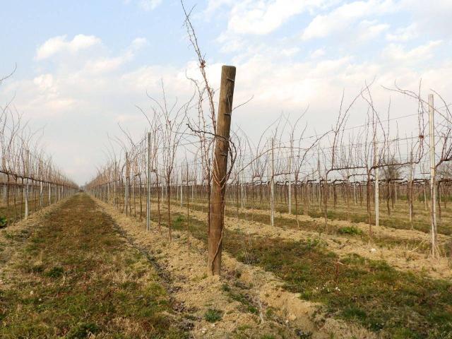 Terreno in vendita a Treviso, Veneto