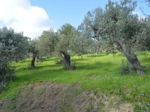 Terreno in vendita a Vasto, Abruzzo