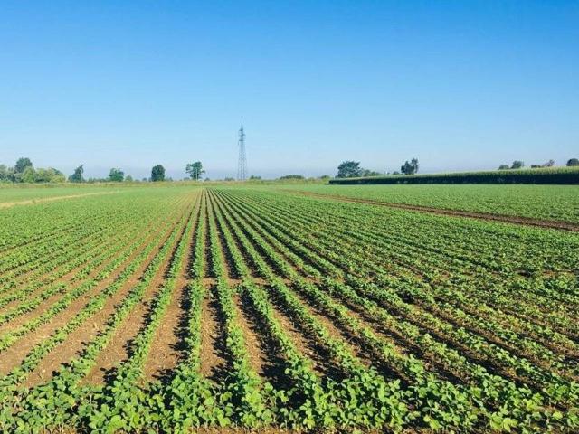 Terreno in vendita a Veronella, Veneto