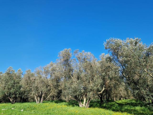 Terreno in vendita a Vetralla, Lazio