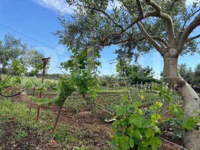 Terreno in vendita a Vitulazio, Campania