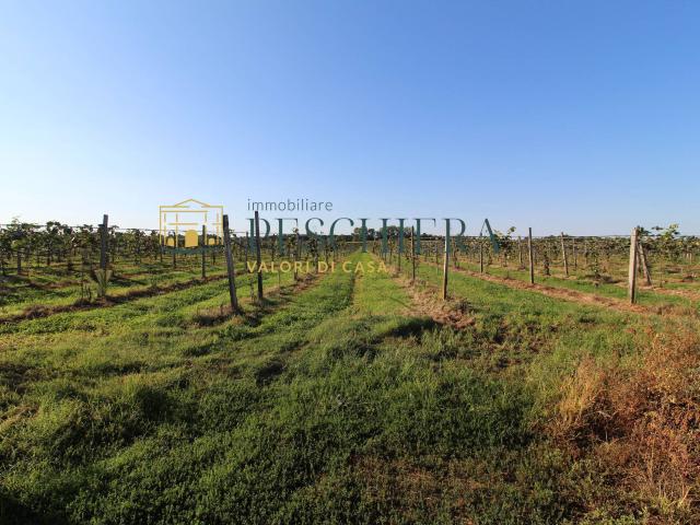 Terreno in vendita a Monzambano, Lombardia