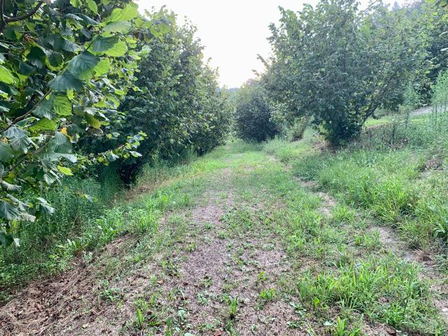 Terreno in vendita a Piemonte, Cuneo