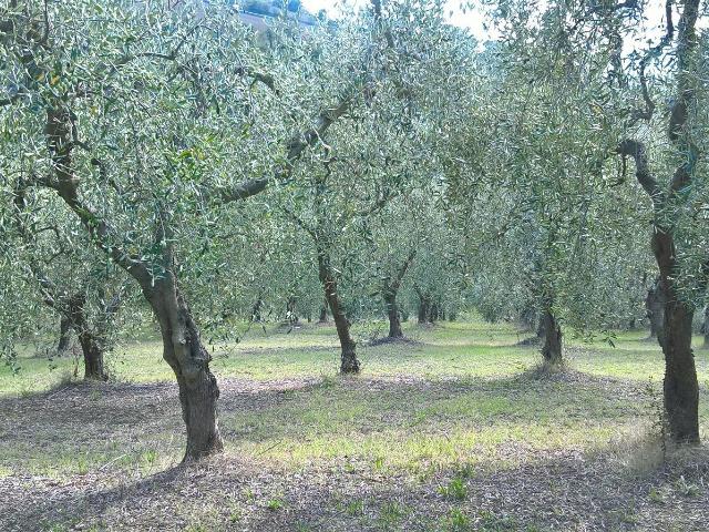 Terreno in vendita a Collesecco, Lugnano In Teverina