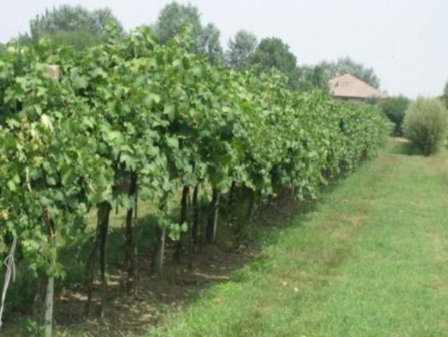 Terreno in vendita a Unione delle Terre d'Argine, Soliera